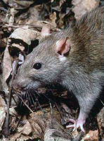 De Bruine Rat