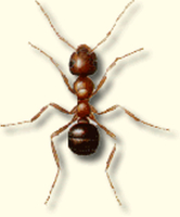 Mieren