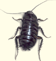 Oosterse kakkerlakken